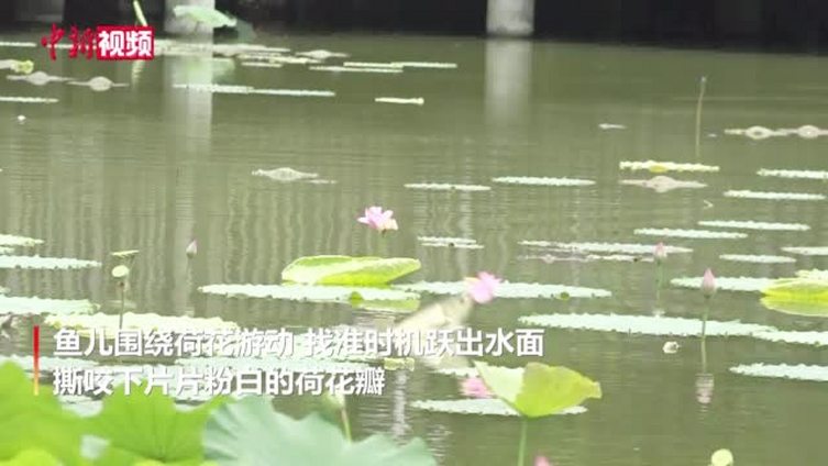 【美哭!成都一荷塘现鱼吃荷花景观】你见过鱼吃荷花吗?近日,四川成都郫都区的成都工业学院“九